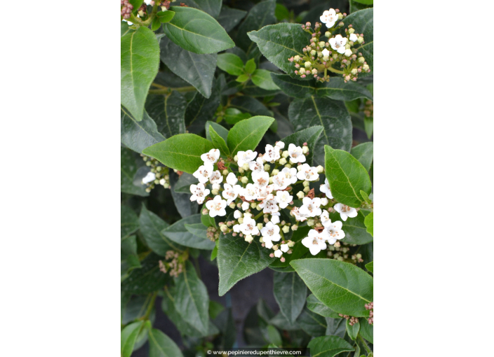 VIBURNUM davidii