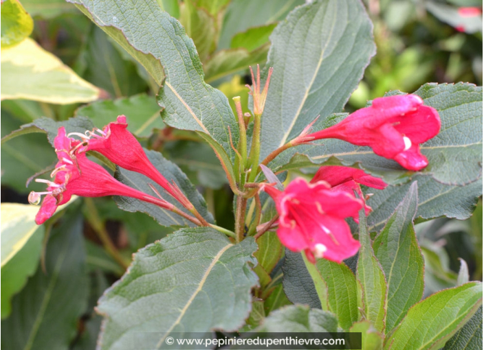 WEIGELA 'Red Prince'