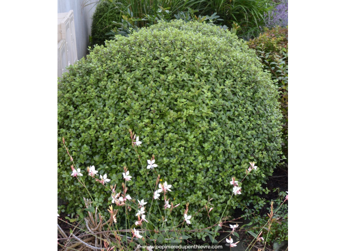 PITTOSPORUM tenuifolium 'Golf Ball'