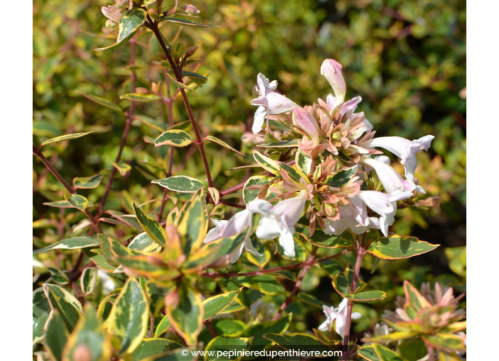 ABELIA x grandiflora 'Sunshine Daydream'®