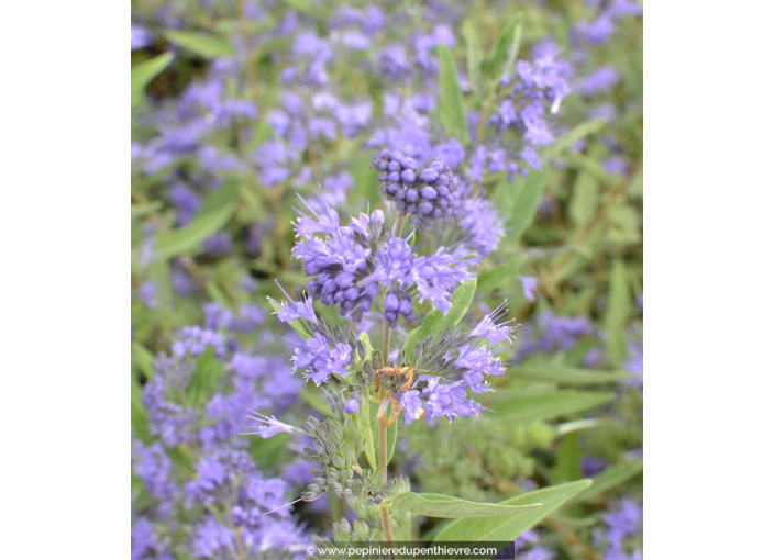 Caryopteris x clandonensis 'Kew Blue'