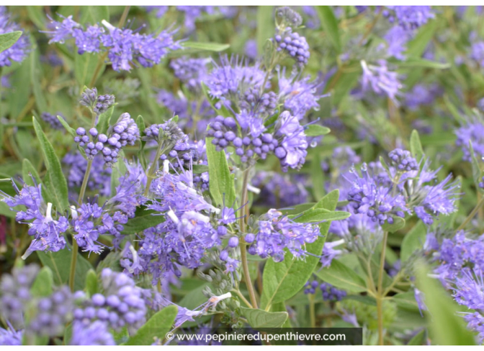 Caryopteris clandonensis 'Thetis' ®