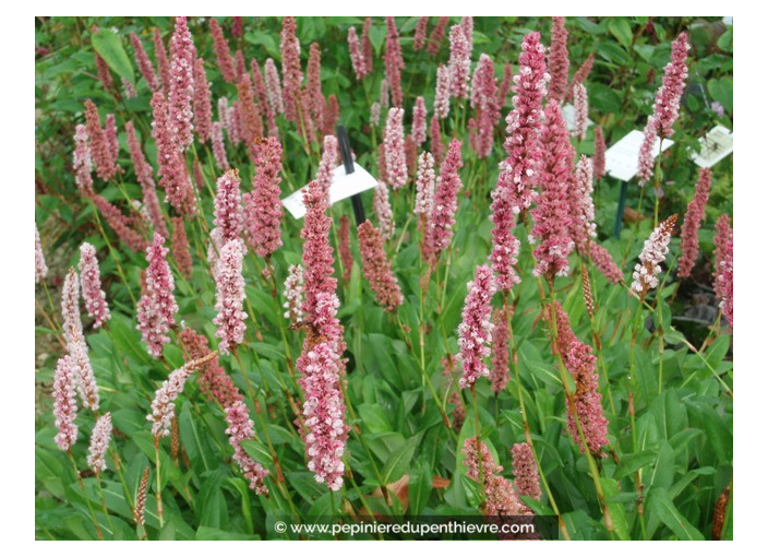 PERSICARIA affinis 'Darjeeling Red'