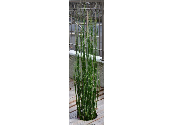 EQUISETUM camtschatcense