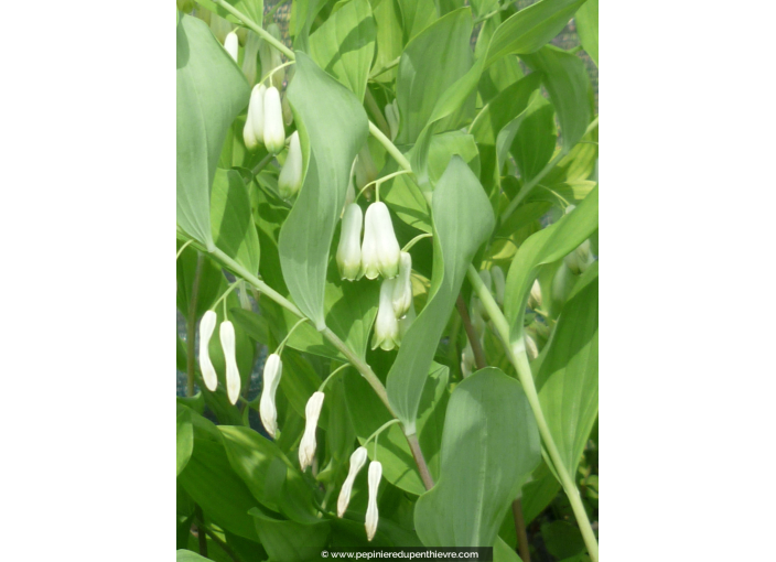 POLYGONATUM multiflorum