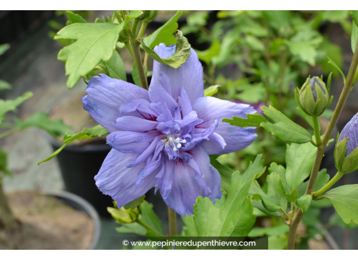 HIBISCUS 'Blue Chiffon'