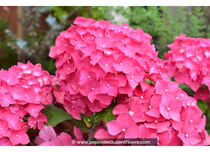 HYDRANGEA macrophylla 'Leuchtfeuer'