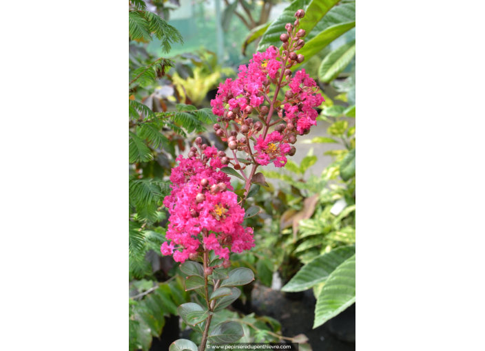 LAGERSTROEMIA indica 'Fuchsia d'été'® (rose fuchsia)