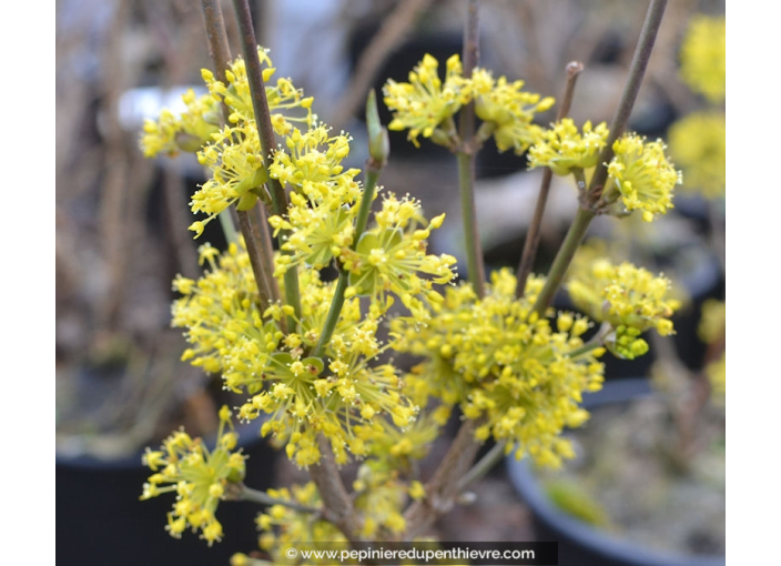 CORNUS officinalis