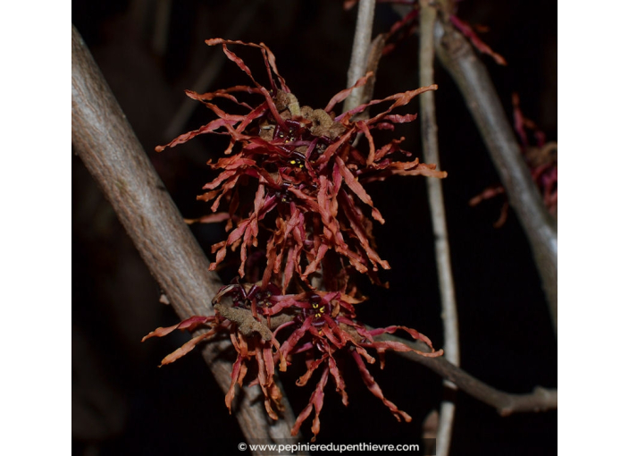 HAMAMELIS x intermedia 'Feuerzauber'