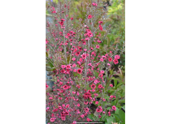 LEPTOSPERMUM scoparium 'Red Damask'