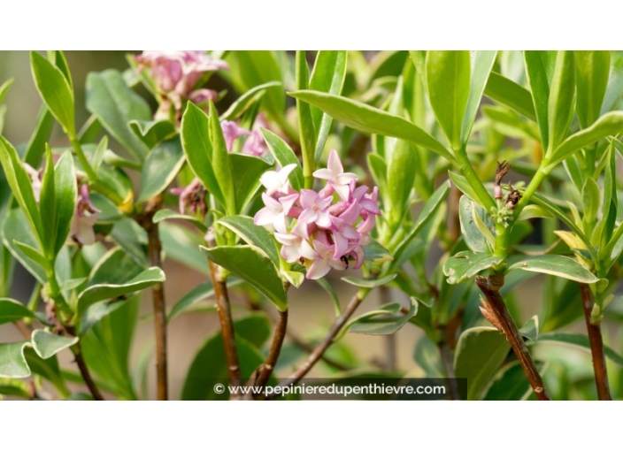 DAPHNE odora 'Aureomarginata'