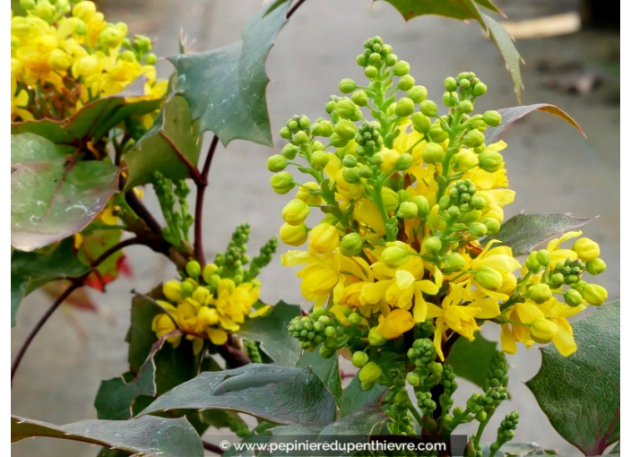 MAHONIA aquifolium 'Apollo'