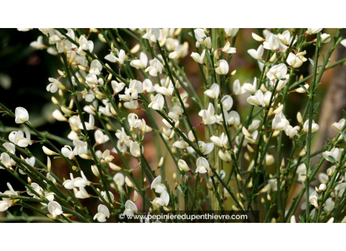 CYTISUS x praecox 'Albus'