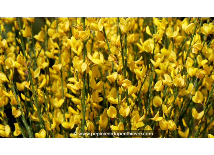 CYTISUS xpraecox 'Allgold'