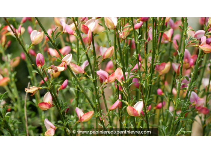 CYTISUS x boskoopii 'Zeelandia'