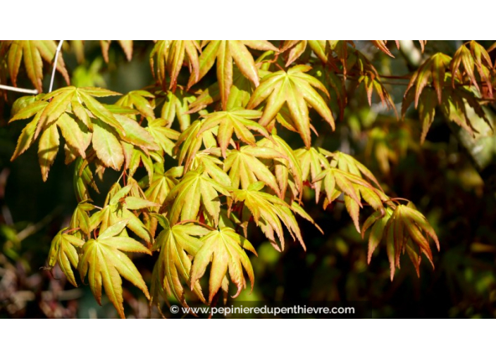 ACER palmatum