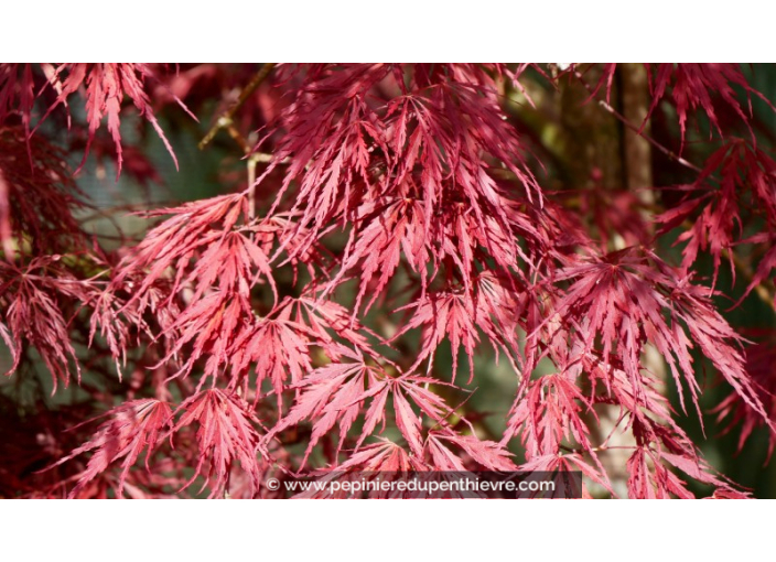 ACER palmatum 'Inaba Shidare'