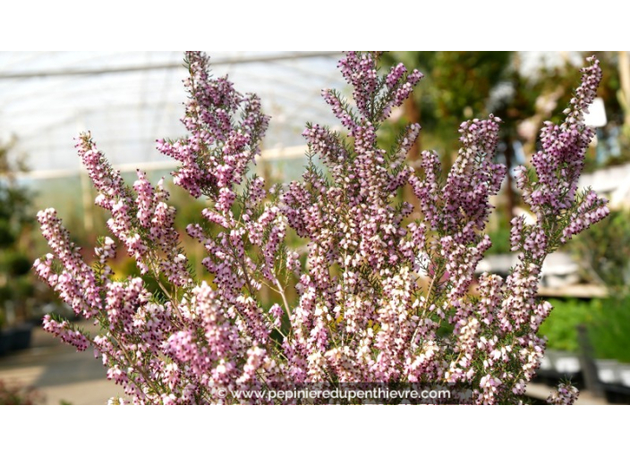 ERICA mediterranea