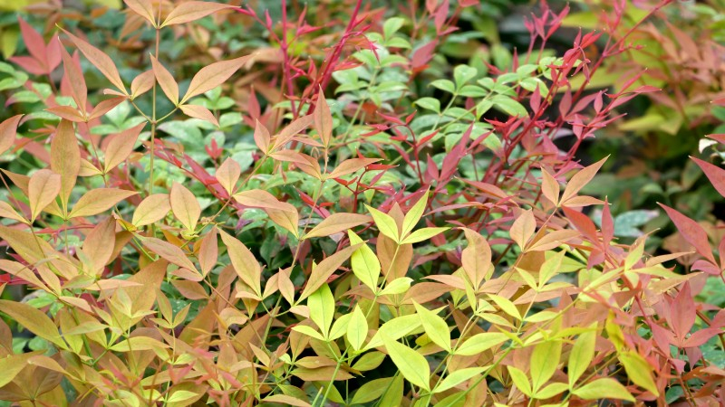 NANDINA domestica 'Gulf Stream', persistant - Pépinière du Penthièvre