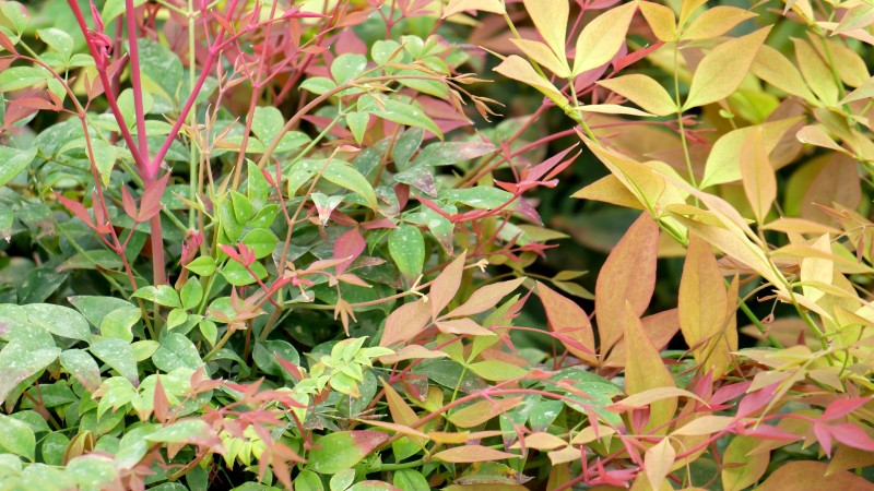 NANDINA domestica 'Gulf Stream', persistant - Pépinière du Penthièvre