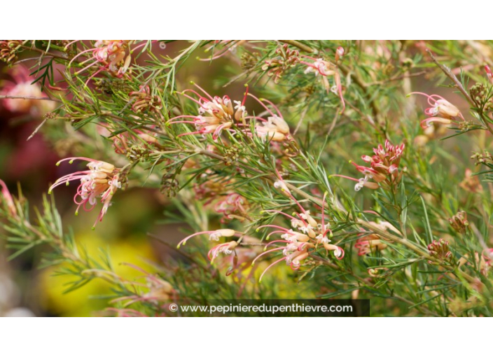 GREVILLEA  'Desert flame'