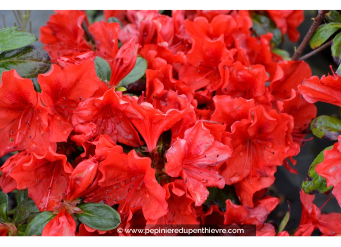 AZALEA japonica 'Santa Maria' (rouge orangé)