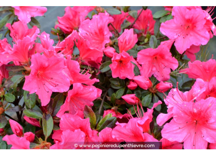 AZALEA japonica 'Vuyk's Rosyred' (rose foncé)