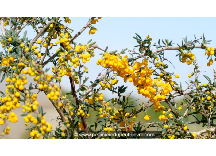 BERBERIS stenophylla