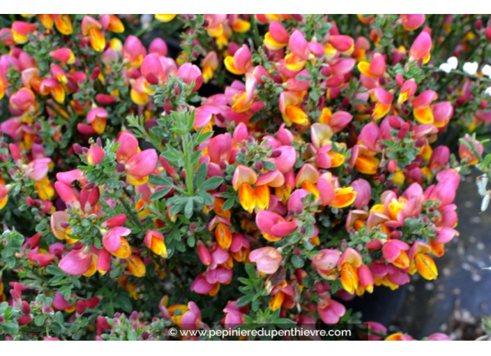 CYTISUS scoparius 'La Coquette'