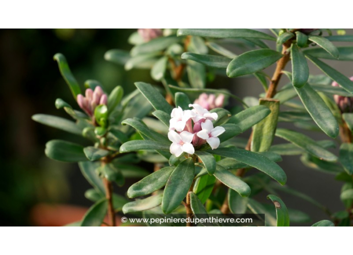 DAPHNE transatlantica 'Eternal Fragrance'