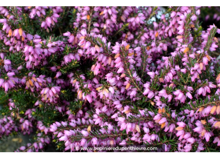 ERICA x darleyensis 'Furzey'