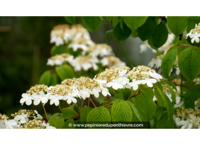 VIBURNUM plicatum 'Mariesii'