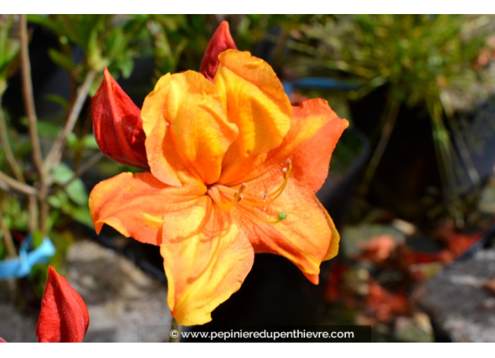 AZALEA mollis 'Glowing Embers' (rouge orangé)