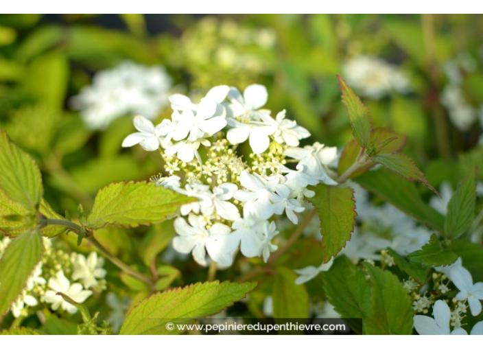 VIBURNUM plicatum 'Watanabe'