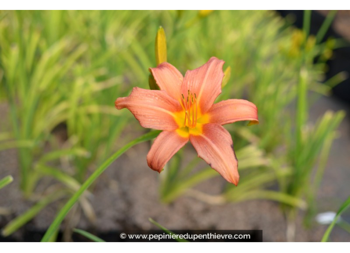 HEMEROCALLIS 'Pink Damask'