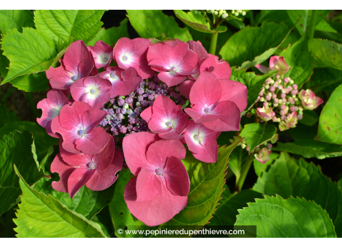 HYDRANGEA macrophylla 'Geoffrey Chadbund'