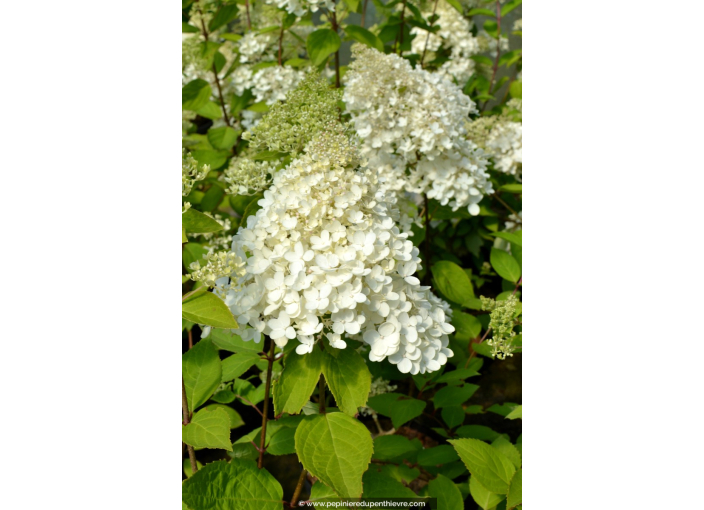 HYDRANGEA paniculata 'Grandiflora'