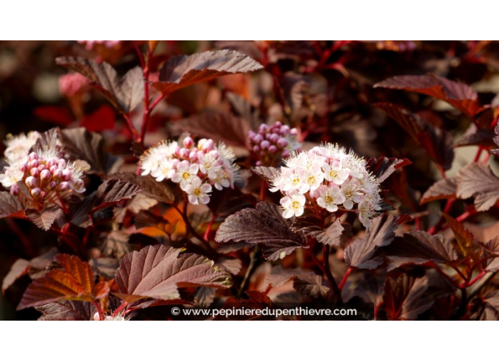 PHYSOCARPUS opulifolius 'Diable d'Or®'