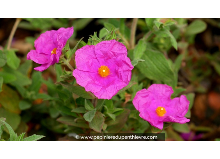 CISTUS x pulverulentus 'Sunset'