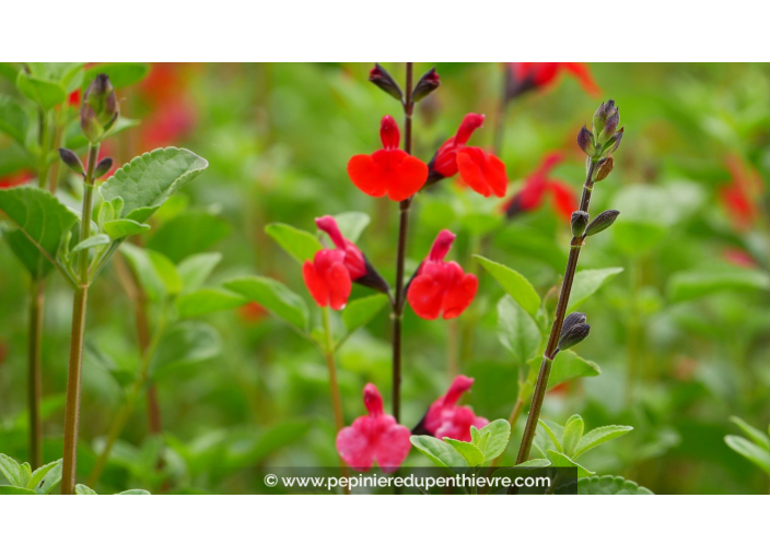 SALVIA microphylla 'Royal Bumble'