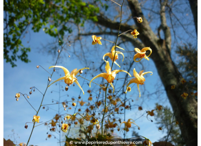 EPIMEDIUM 'Amber Queen'