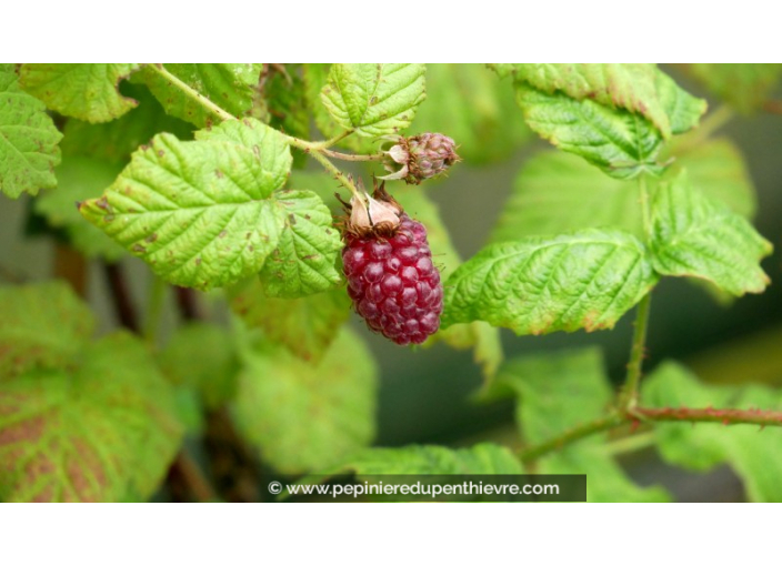 MÛRIER-FRAMBOISIER 'Tayberry'