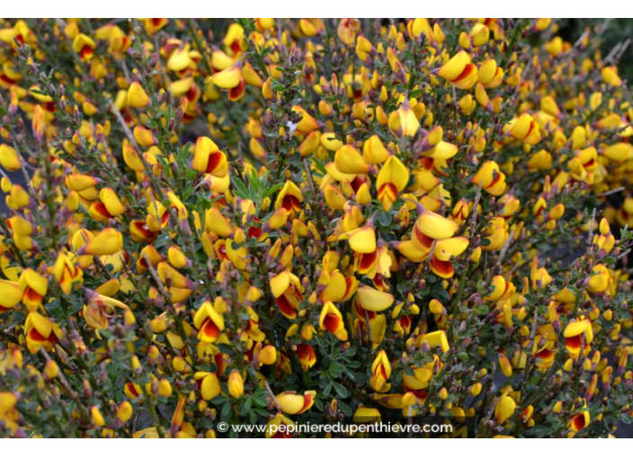 CYTISUS scoparius 'Andreanus'