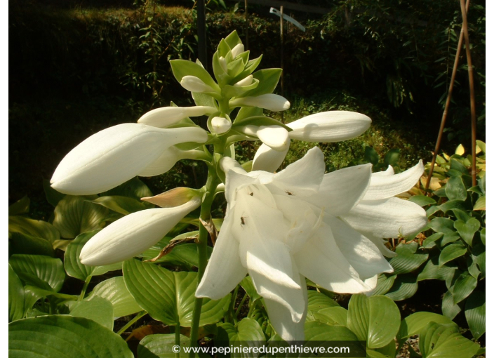 HOSTA plantaginea 'Aphrodite'