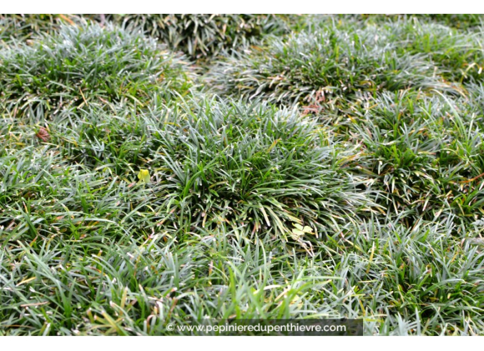 OPHIOPOGON japonicus 'Minor'