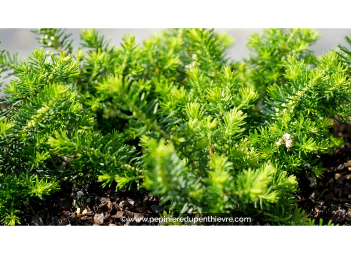 ERICA vagans 'Golden Triumph'