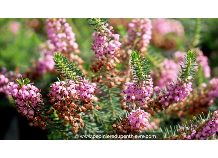 ERICA vagans 'Saint Keverne'