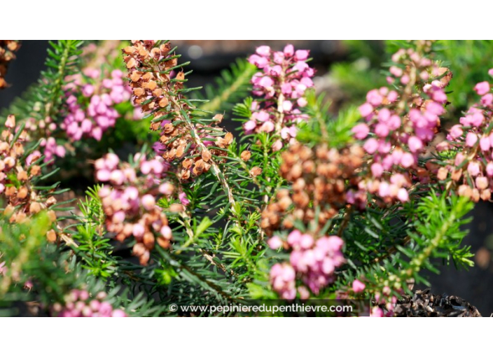 ERICA vagans 'Mrs D.F. Maxwell'