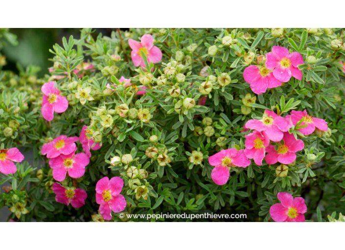 POTENTILLA fruticosa 'Bellissima'®